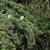 Cedrus deodara