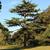 Cedrus deodara