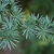 Closeup of a branch with blue-green leaves
