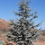 Form of the tree with blue-green leaves