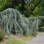Cedrus atlantica 'Glauca Pendula'