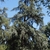 Form of the tree