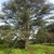 Cedrus atlantica form