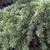 Cedrus deodara 'Divinely blue'