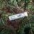 Cedrus deodara "Karl Fuchs'