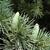 Cedrus deodara 'Pendula'