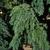 Cedrus deodara 'Pendula'