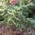 Cedrus deodara 'Devinely Blue'