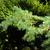 Cedrus deodara 'Devinely Blue'