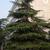 Cedrus deodara