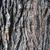 Cedrus libani