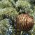 Cedrus libani