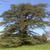 Cedrus libani
