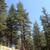 Cedrus libani