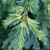 Cedrus libani
