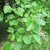 Leafy shoot with clusters of green flowers.