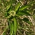Male flowers and leaves