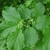 Leafy branch with green axillary flowers.