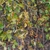 Aging & yellowing leaves and red seeds in open capsules.