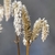 inflorescences of Celosia argentea spike like in Winter