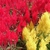 Various colors
