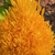 Closeup - Lewis Ginter Bot. Gardens, Richmond, VA - Early Summer