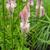 'Flamingo Feather' pink feathery blooms.