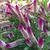 Celosia spicata