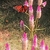 Celosia with Monarch pollinator Chatham County Lucille Zane_CC B