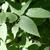 Celtis occidentalis