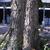 Celtis occidentalis Bark