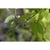 Green immature drupes