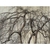 Leafless winter form