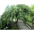 Form of the tree casscading over a trellis