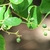 Immature green drupes