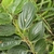 Opposite leaves on a zig zag stem