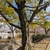 Dark brown trunk and branches
