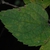 Leaf (Schuyler County, NY)-Early Fall