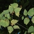Leaves and fruit (Schuyler County, NY)-Early Fall