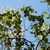 Branches (Schuyler County, NY)-Early Fall