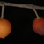 Orangish drupes (Schuyler County, NY)-Early Fall
