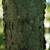 Tree bark (Schuyler County, NY)-Early Fall