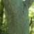 Tree trunk (Schuyler County, NY)-Early Fall