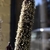 Close-up on dense, cattail-like spike of grain
