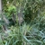 Cenchrus alopecuriod 'Moundry' Form with flower stalks