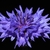 Blue daisy flowers, close up.