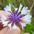 Purple and white daisy flowers