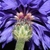 Blue daisy flowers, close up. showing phyllaries.