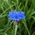 Blue daisy flowers