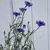 Blue daisy flowers